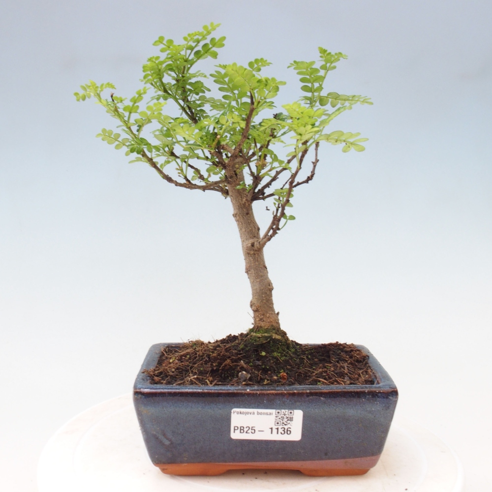 Izbová bonsai - Zantoxylum piperitum - piepor