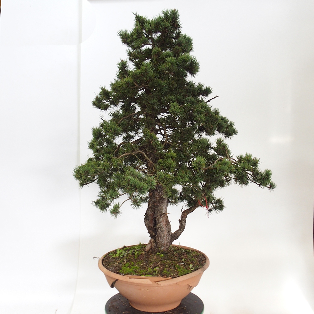 Yamadori - Pinus sylvestris Španielsko