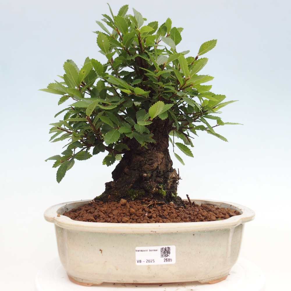 Vonkajšie bonsai - Zelkova - Zelkova Nirom