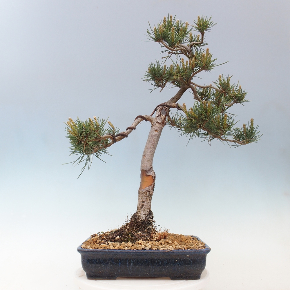 Vonkajšie bonsai - Pinus Sylvestris - Borovica lesná