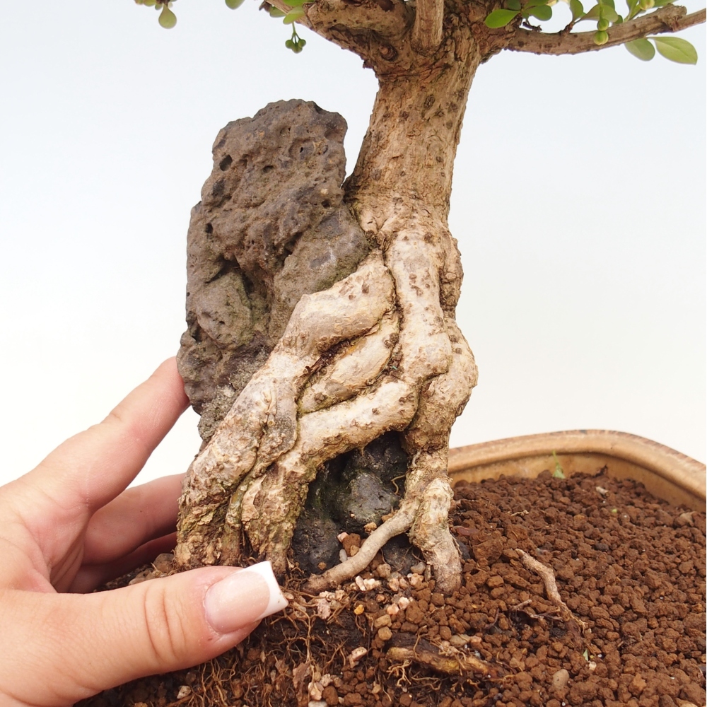 Vonkajšie bonsaje - Berberis coreana