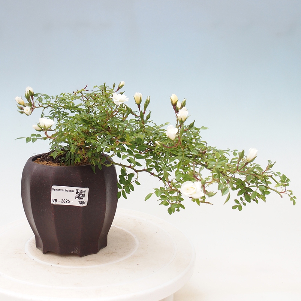 Vonkajší bonsai - Rosa Sea Foam - ruža