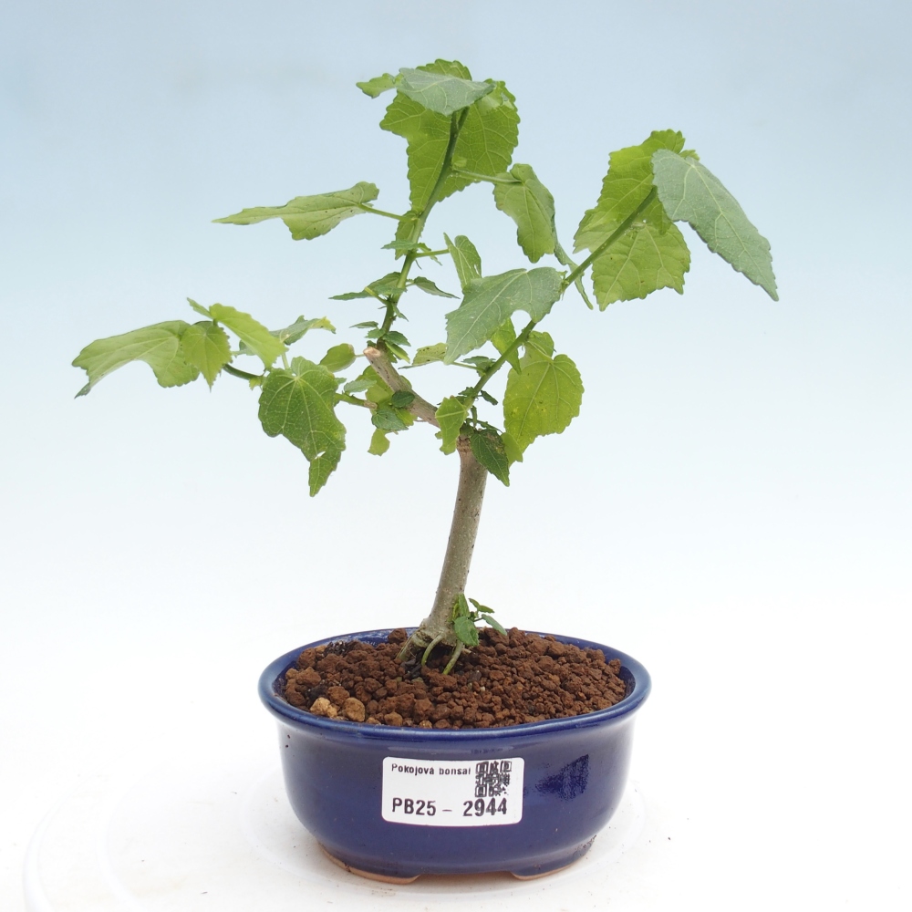 Izbová bonsai - Malvaviscus arboreus - ibištekovec drevnatý