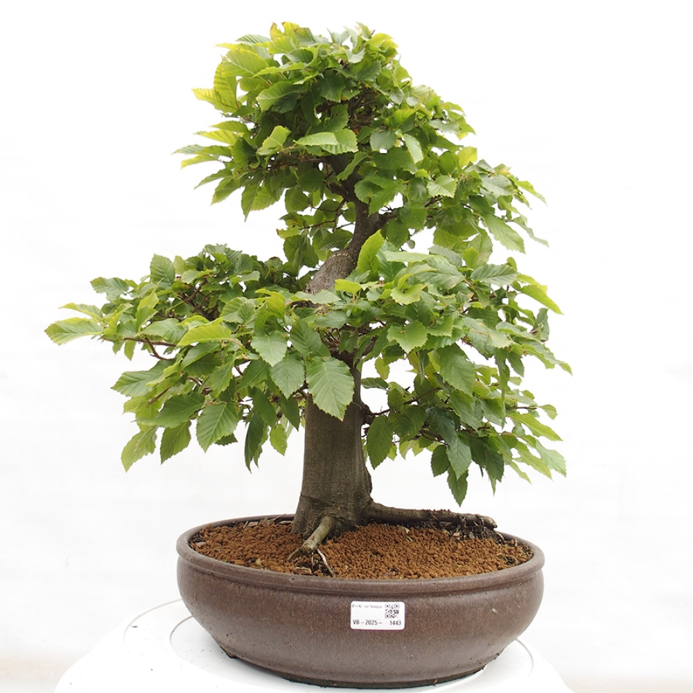 Vonkajší bonsai - Hrab obyčajný - Carpinus betulus