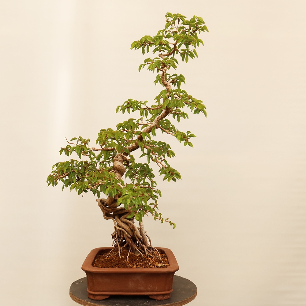Vonkajší bonsai -Carpinus Coreana - Hrab kórejský