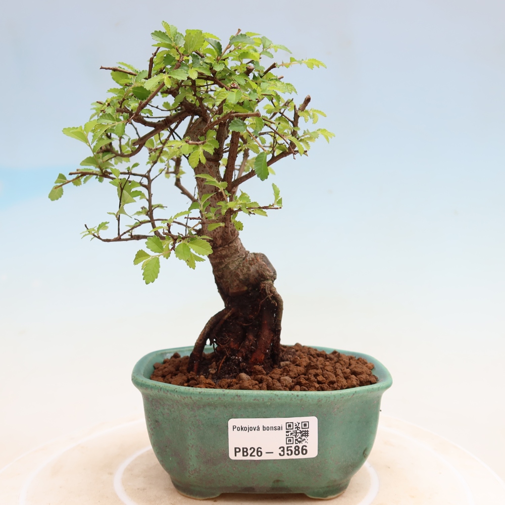 Izbový bonsaj - Ulmus parvifolia - brest malolistý