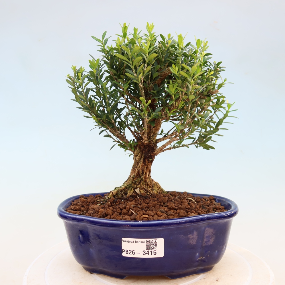 Izbové bonsaje - Buxus harlandii - korkový buxus