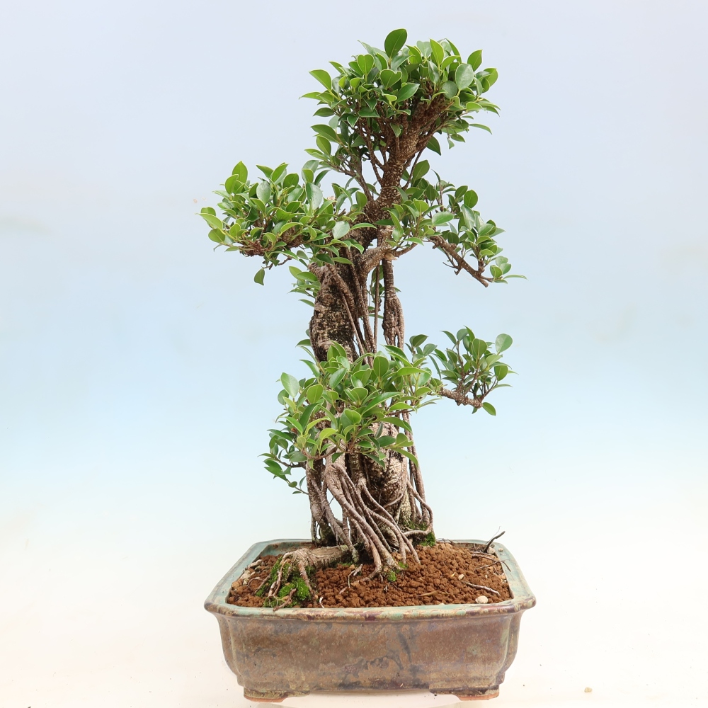 Izbové bonsaje - Ficus kimmen - drobnolistý fikus