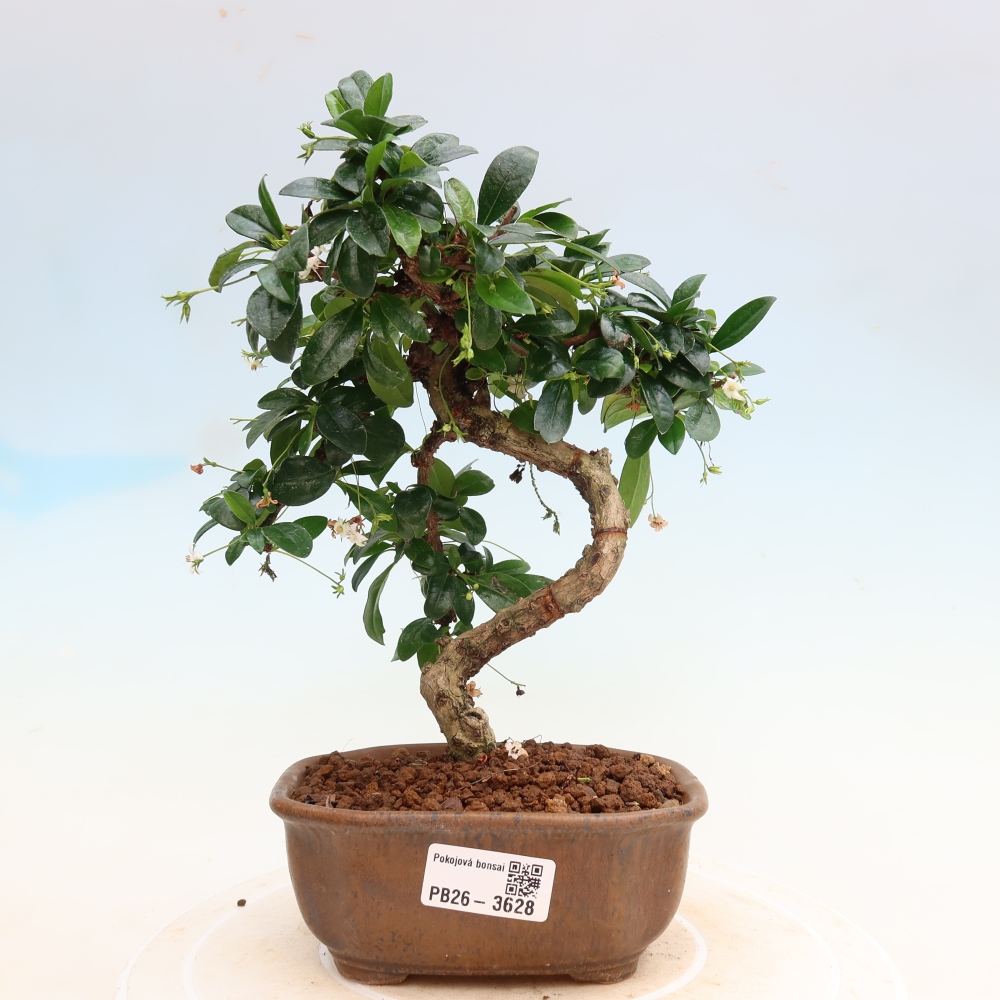 Izbové bonsaje - Carmona macrophylla - Tea fuki