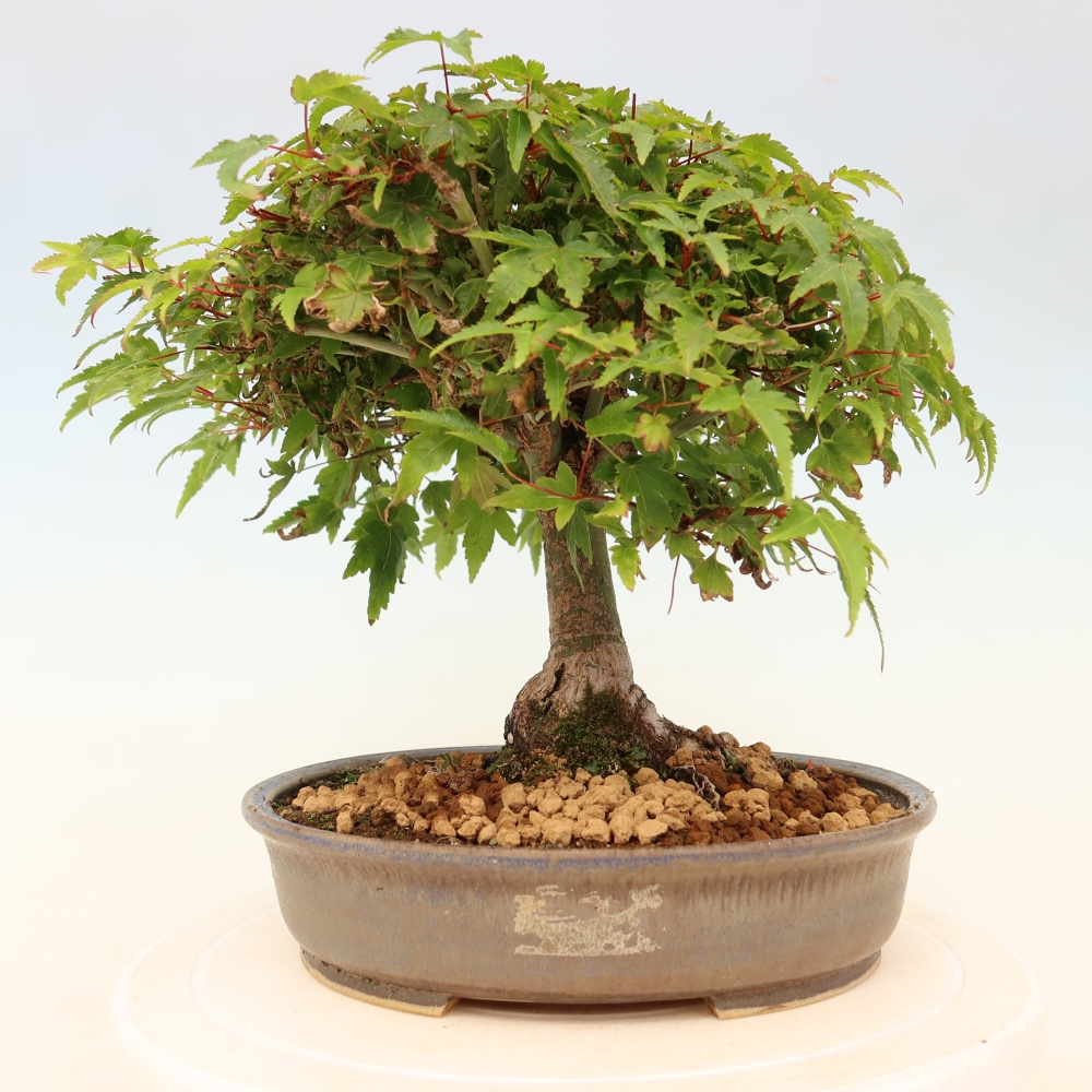 Acer palmatum KIOHIME - Javor palmetový