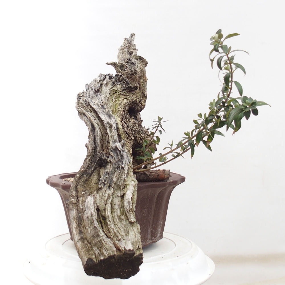 Izbová bonsai - Olea europaea sylvestris -Oliva evropská drobnolistá