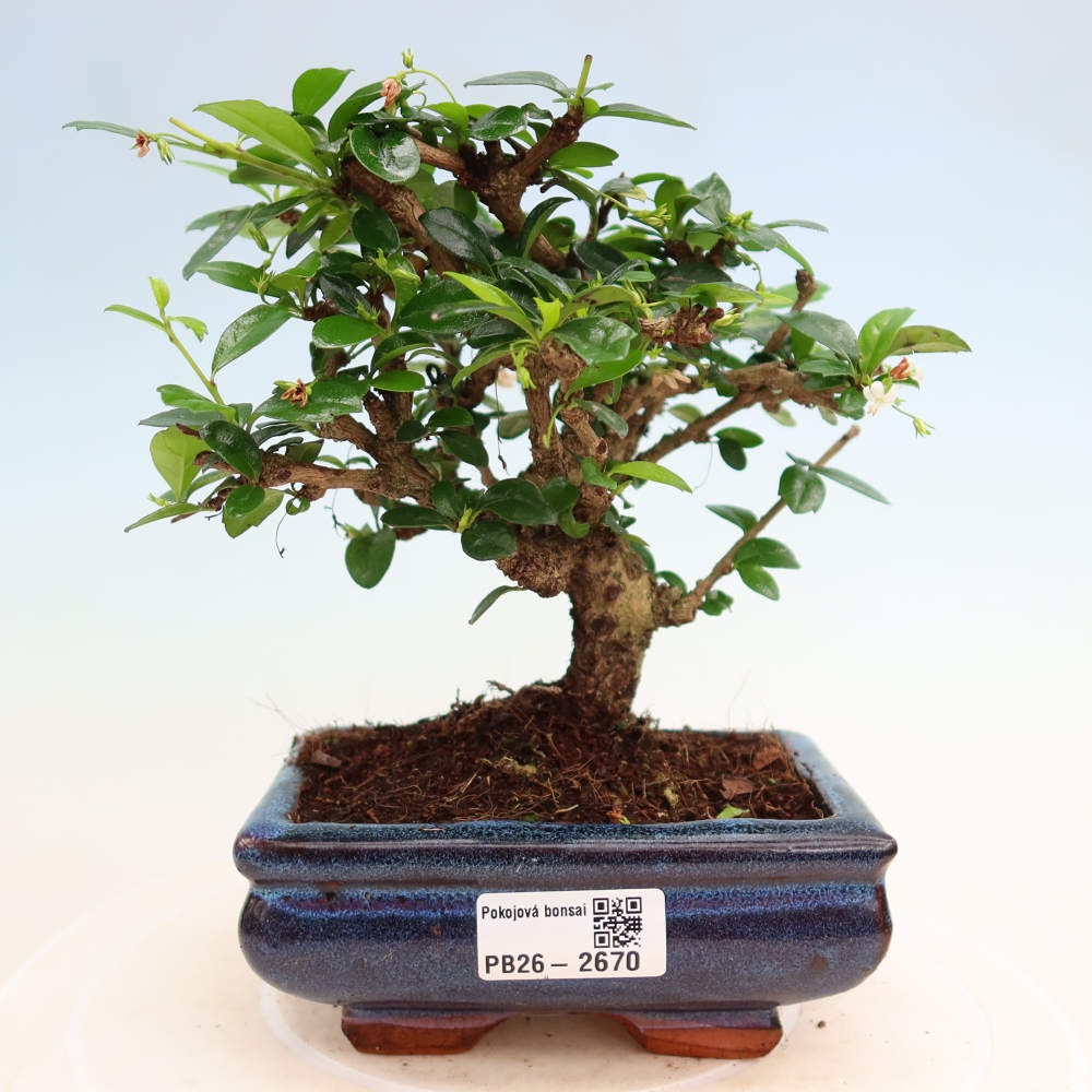 Izbové bonsaje - Carmona macrophylla - Tea fuki
