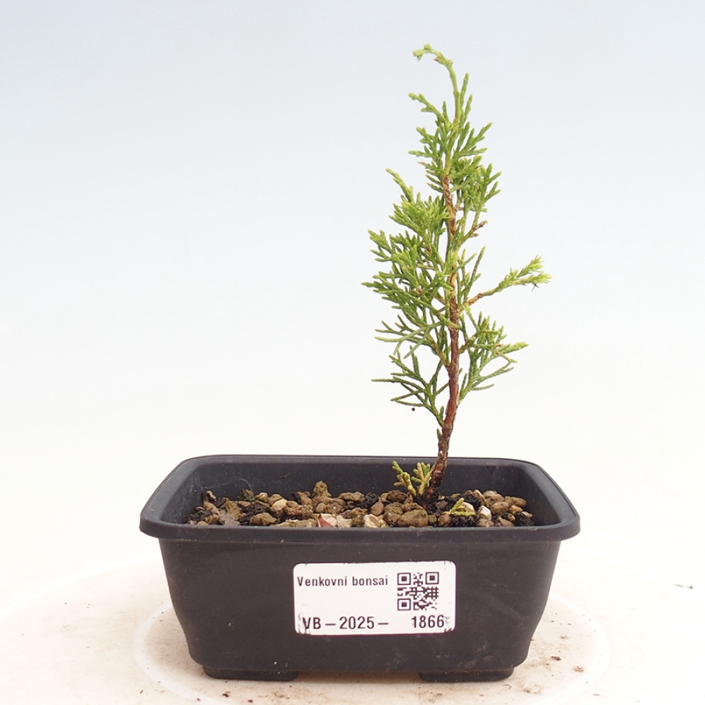 Vonkajší bonsai - Juniperus chinensis Itoigawa -Jalovec čínsky