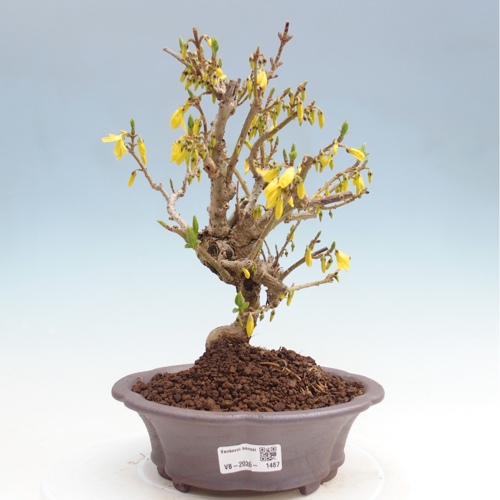 Vonkajšie bonsaje - Zlatice - Forsythia koreana