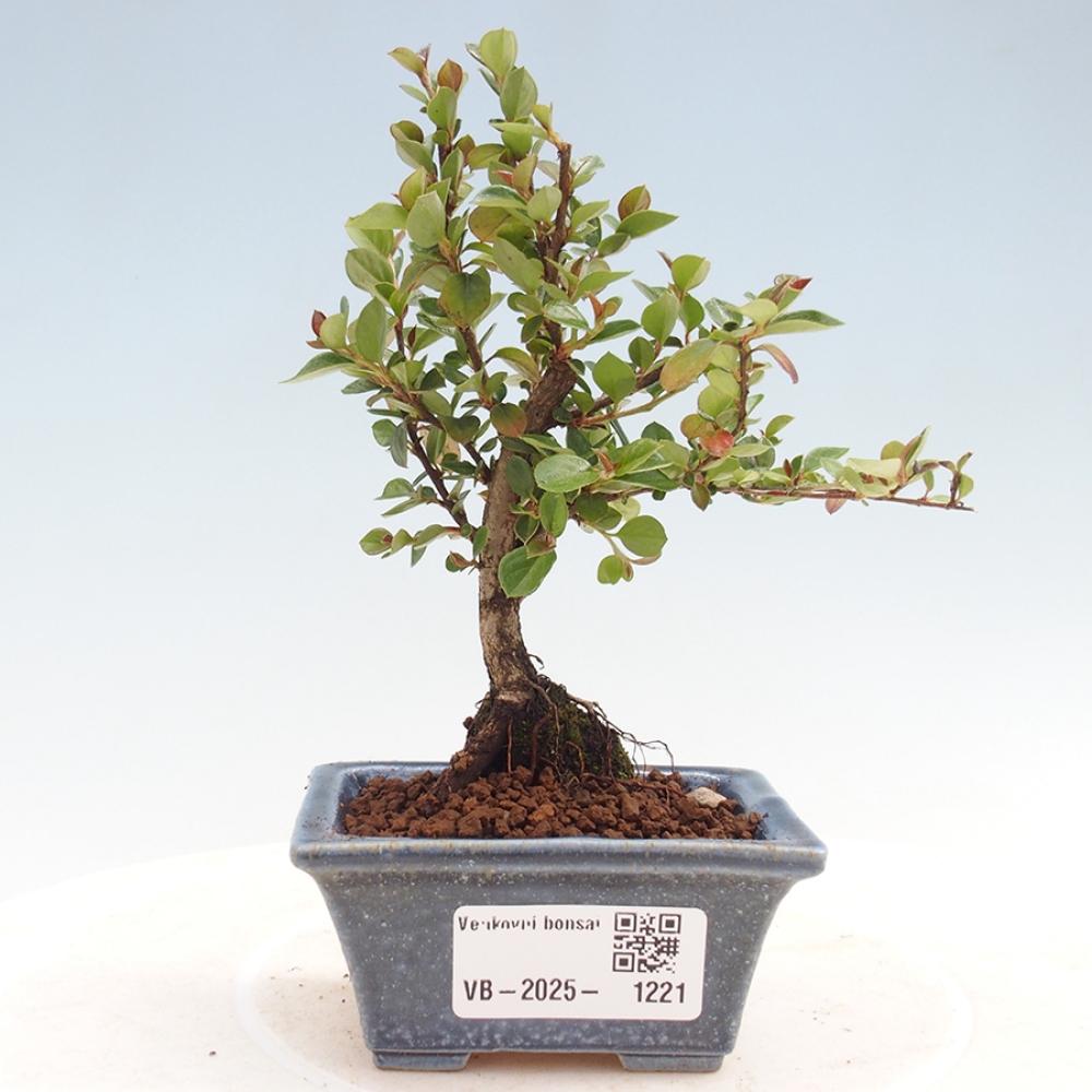 Vonkajší bonsai - Cotoneaster horizontalis - Skalník