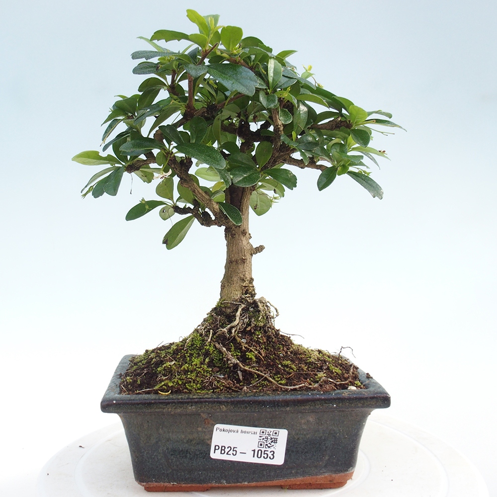 Izbová bonsai - Carmona macrophylla - Čaj fuki