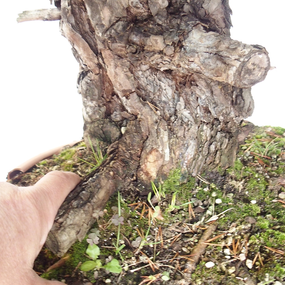 Yamadori - Pinus sylvestris Španielsko