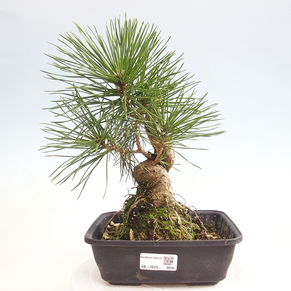 Vonkajšie bonsaje - Pinus thunbergii - borovica Thunbergova