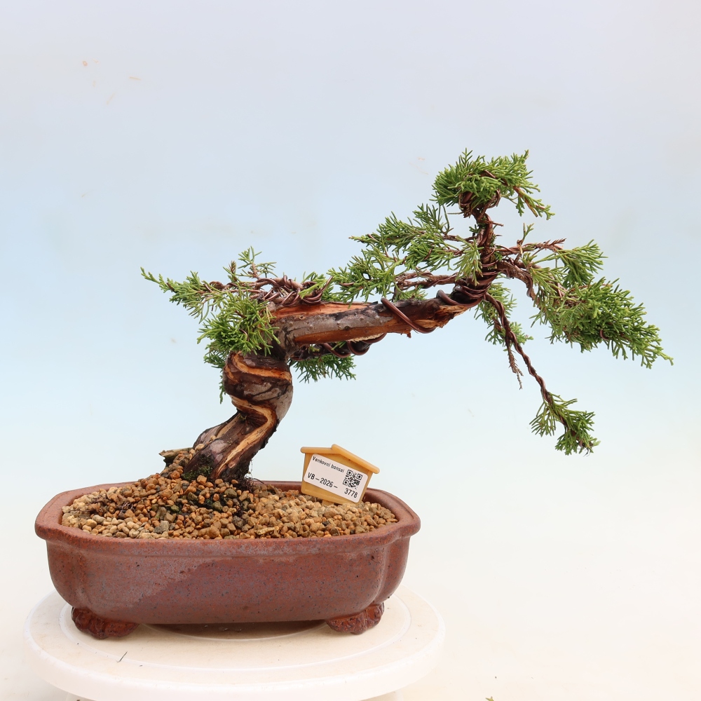 Vonkajší bonsai – Juniperus chinensis Itoigawa – čínsky jalovec