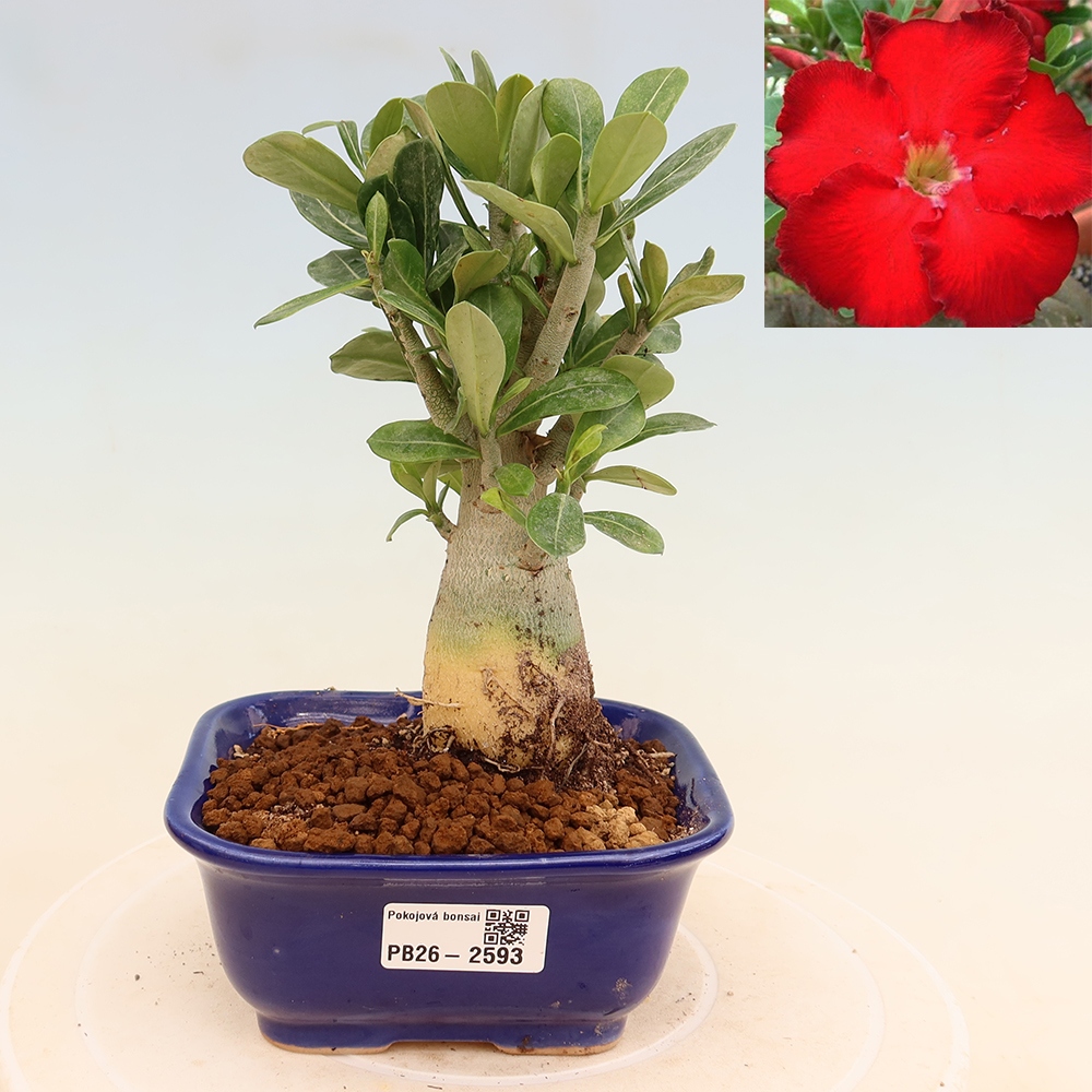 Izba bonsai – Adenium obesum Red Star – Púštna ruža