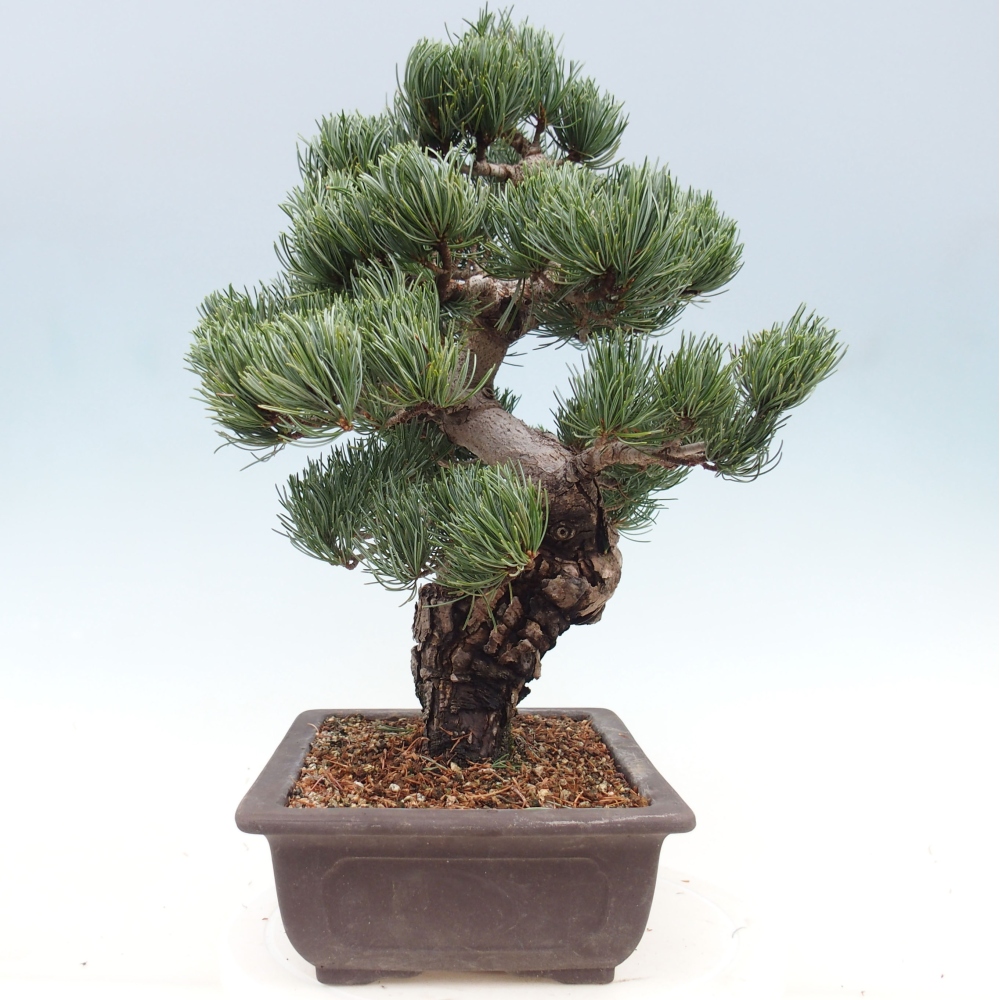 Vonkajšie bonsai - Pinus parviflora - Borovica drobnokvetá