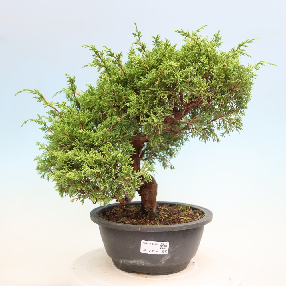 Vonkajší bonsai – Juniperus chinensis Itoigawa – čínsky jalovec