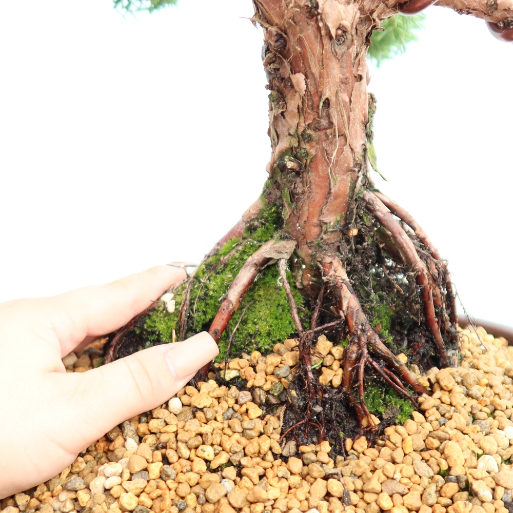 Vonkajší bonsaj - Juniperus chinensis Kishu