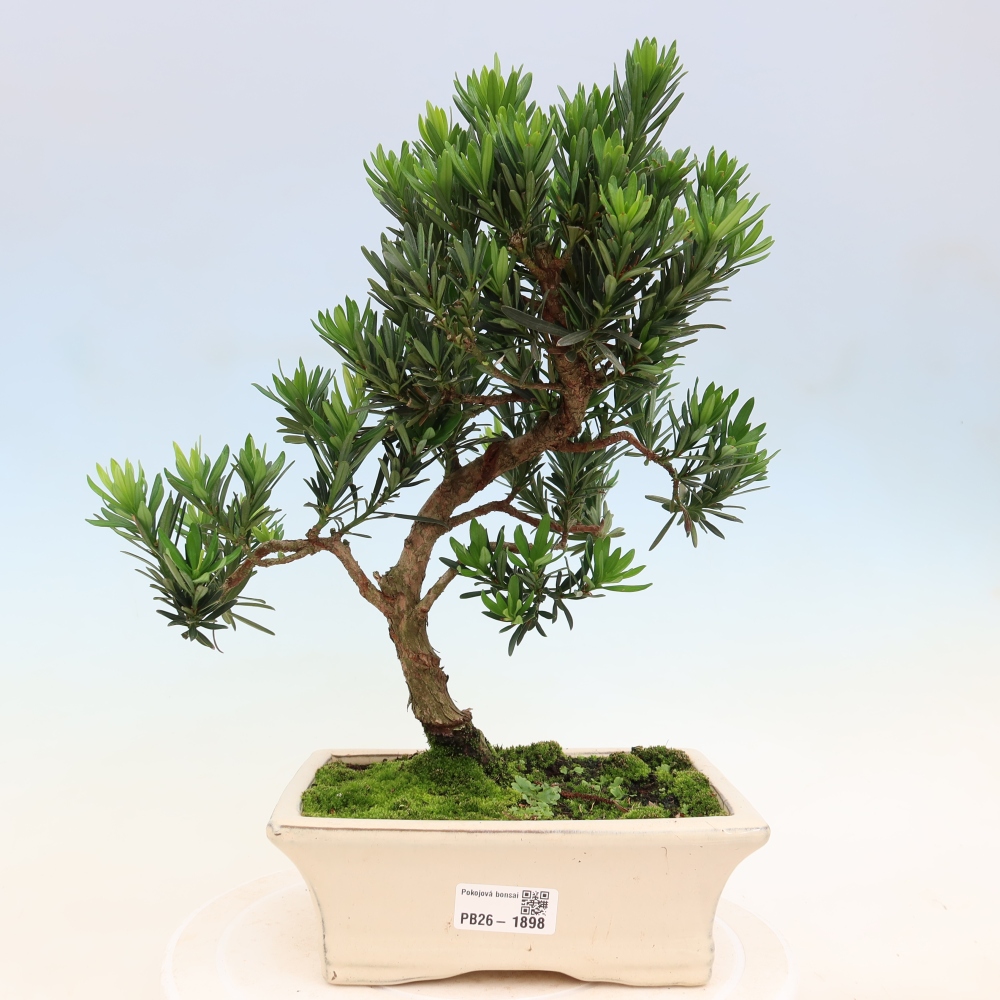 Izbové bonsaje - Podocarpus - Kamenný tis