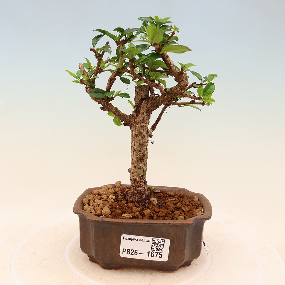 Izbové bonsaje - Carmona macrophylla - Tea fuki