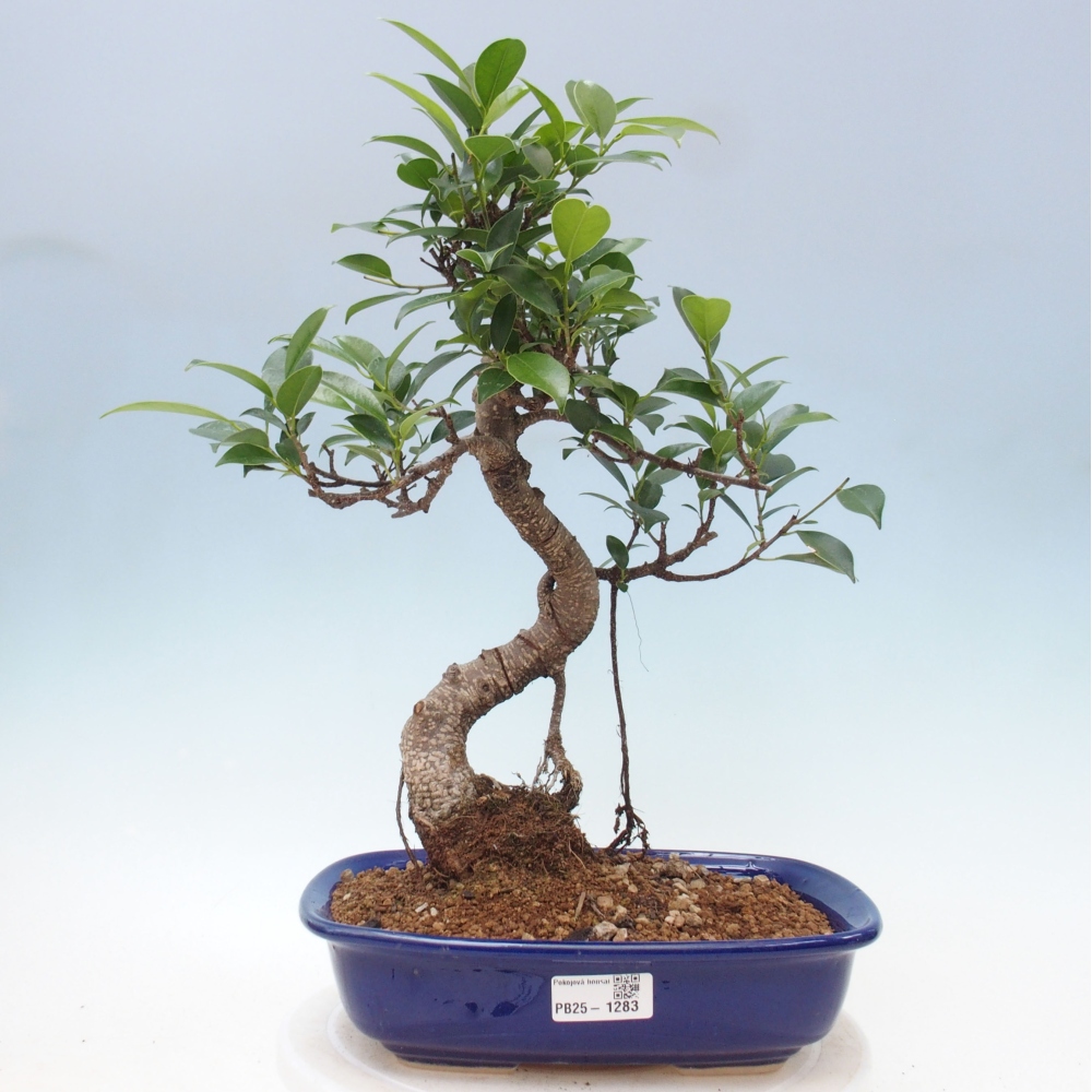 Izbová bonsai - Ficus kimmen - malolistá fikus