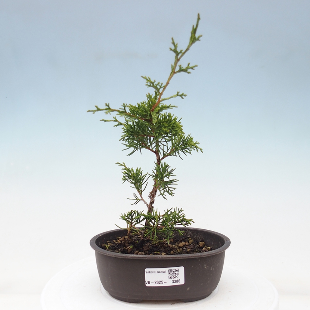 Vonkajší bonsai - Juniperus chinensis Itoigawa -Jalovec čínsky