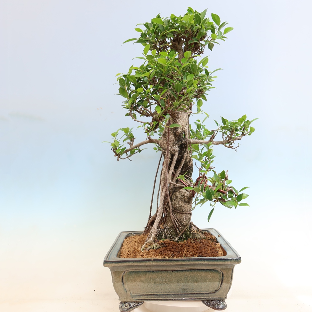 Izbové bonsaje - Ficus kimmen - drobnolistý fikus