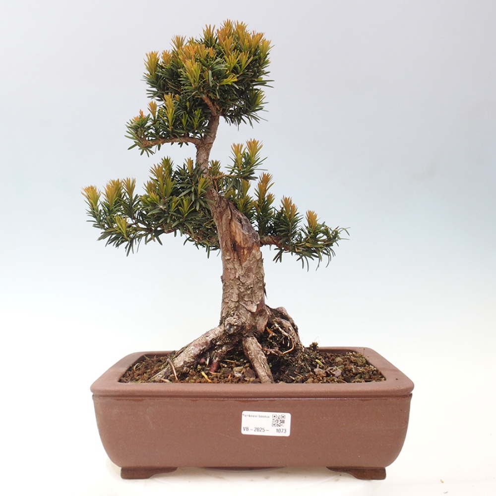 Vonkajší bonsai - Taxus cuspidata - Tis japonský