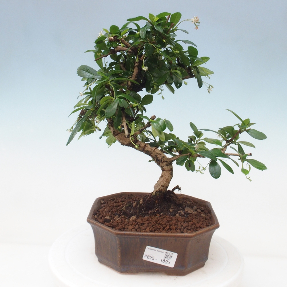 Izbová bonsai - Carmona macrophylla - Čaj fuki
