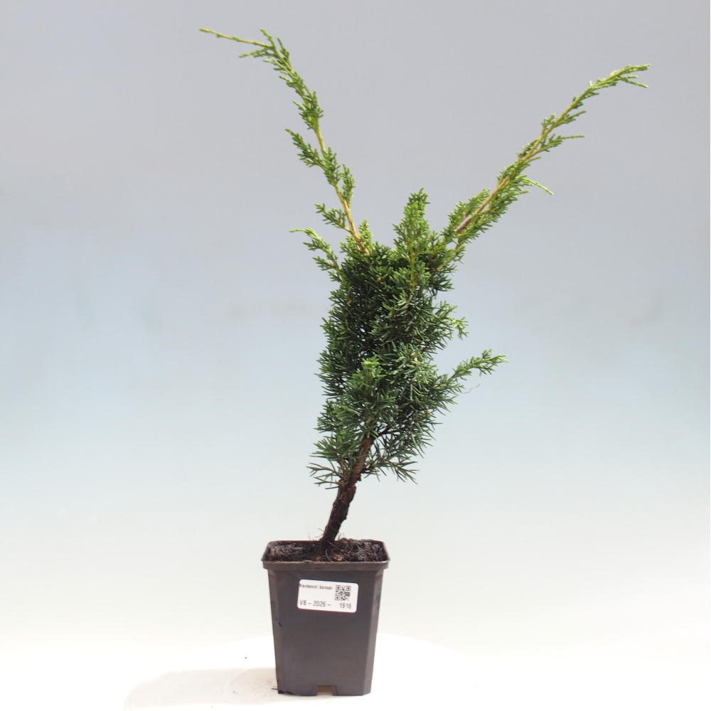 Vonkajší bonsaj - Juniperus chinensis Kishu