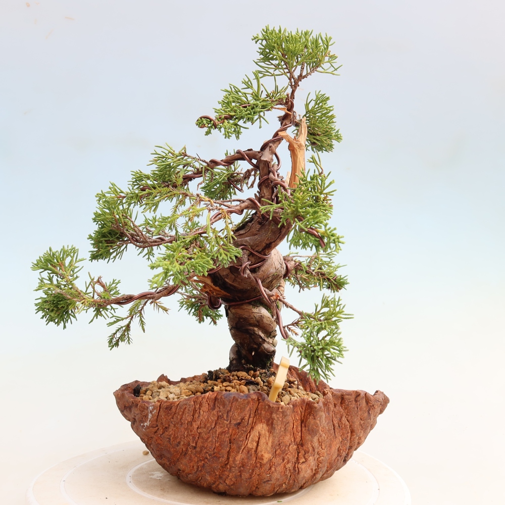 Vonkajší bonsai – Juniperus chinensis Itoigawa – čínsky jalovec