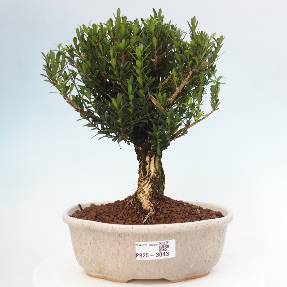 Izbová bonsai - Buxus harlandii - korkový buxus