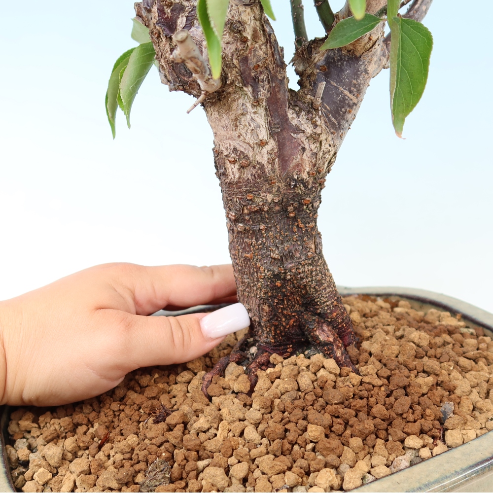 Vonkajšie bonsaje – Japonská marhuľa – Prunus Mume