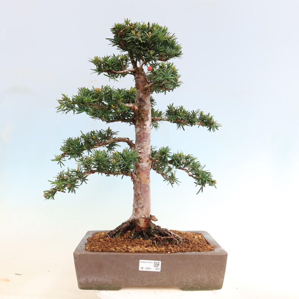 Vonkajší bonsai – Taxus cuspidata – japonský tis