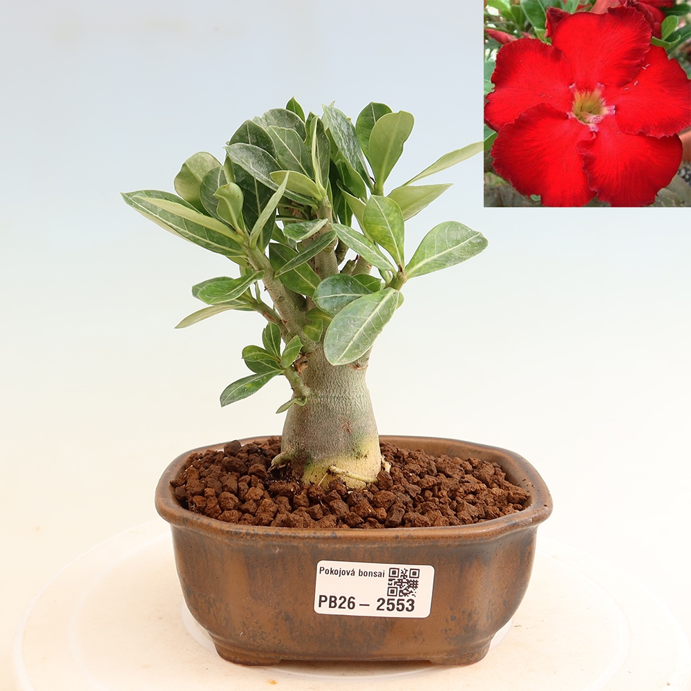 Izba bonsai – Adenium obesum Red Star – Púštna ruža