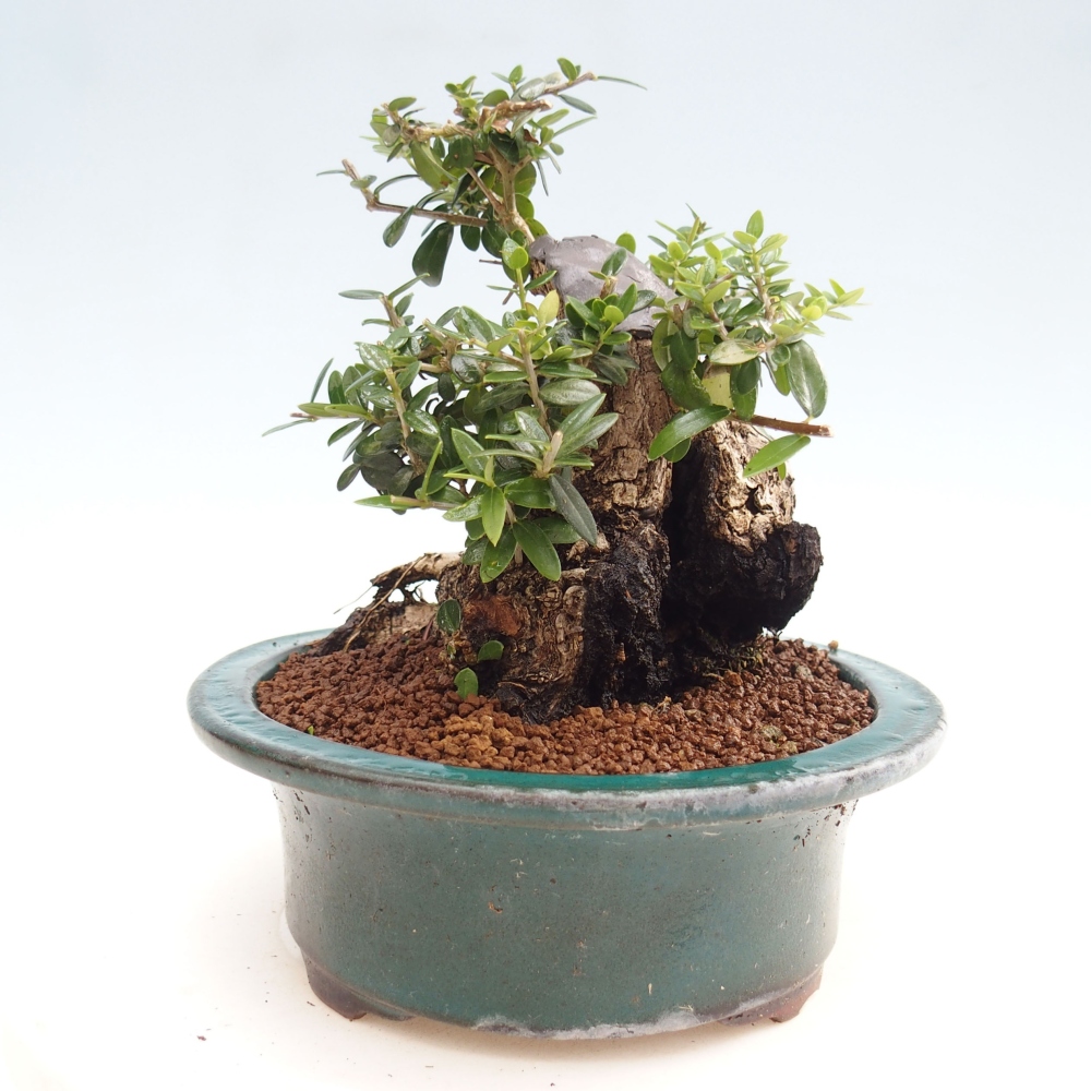 Izbová bonsai - Olea europaea sylvestris -Oliva evropská drobnolistá