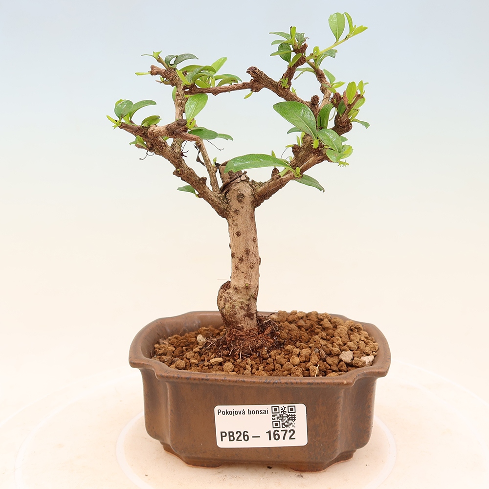 Izbové bonsaje - Carmona macrophylla - Tea fuki