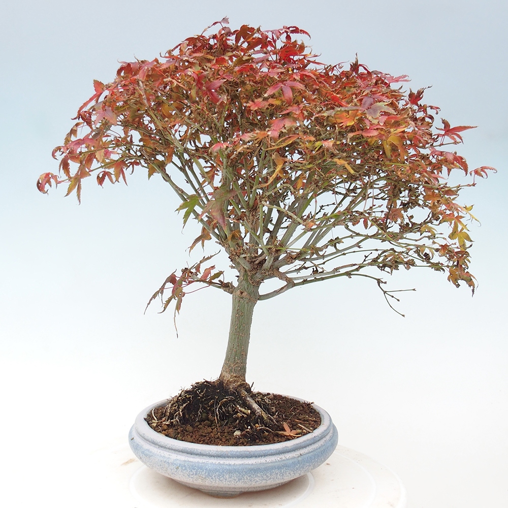Acer palmatum KIOHIME - Javor palmetový