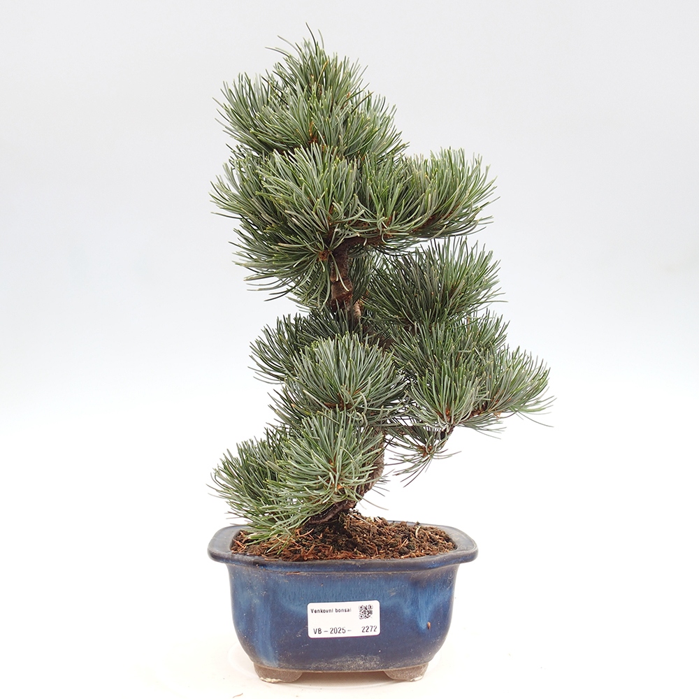 Vonkajšie bonsai - Pinus parviflora - Borovica drobnokvetá