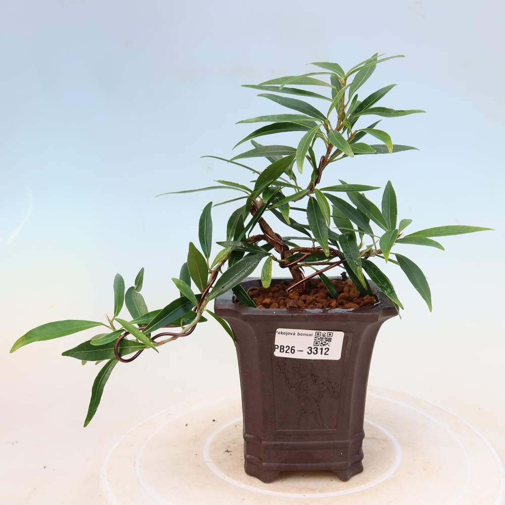 Izbové bonsaje - Ficus nerifolia - fíkus drobnolistý