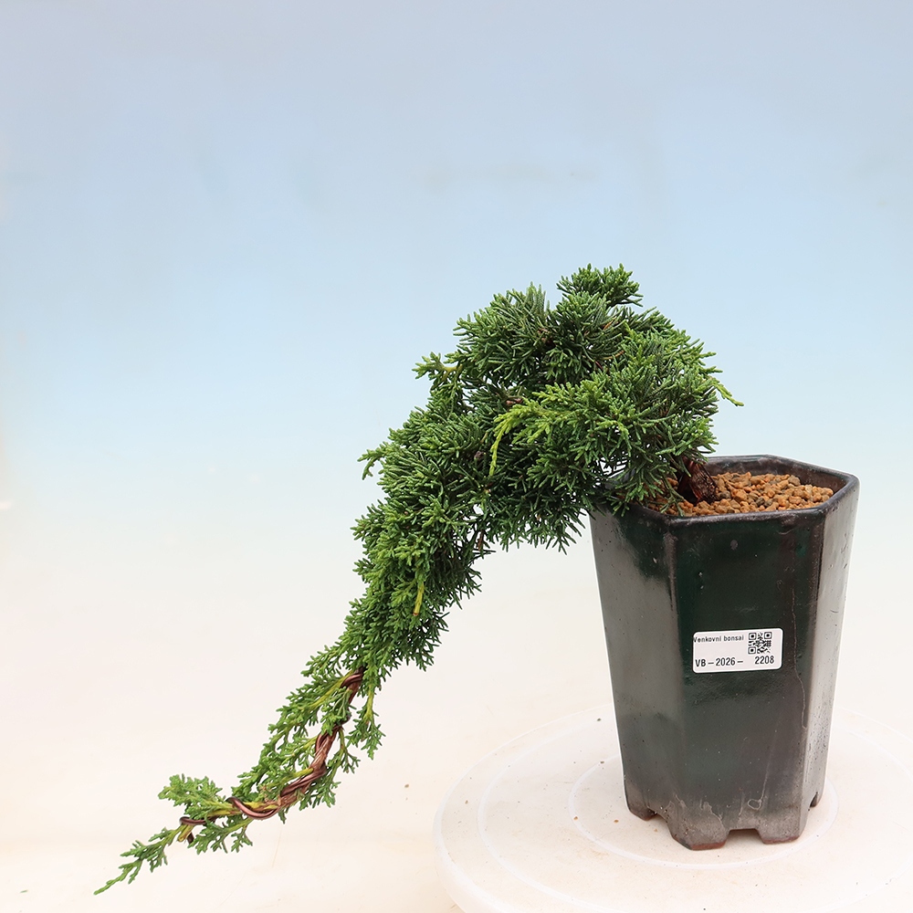 Vonkajší bonsaj - Juniperus chinensis Kishu