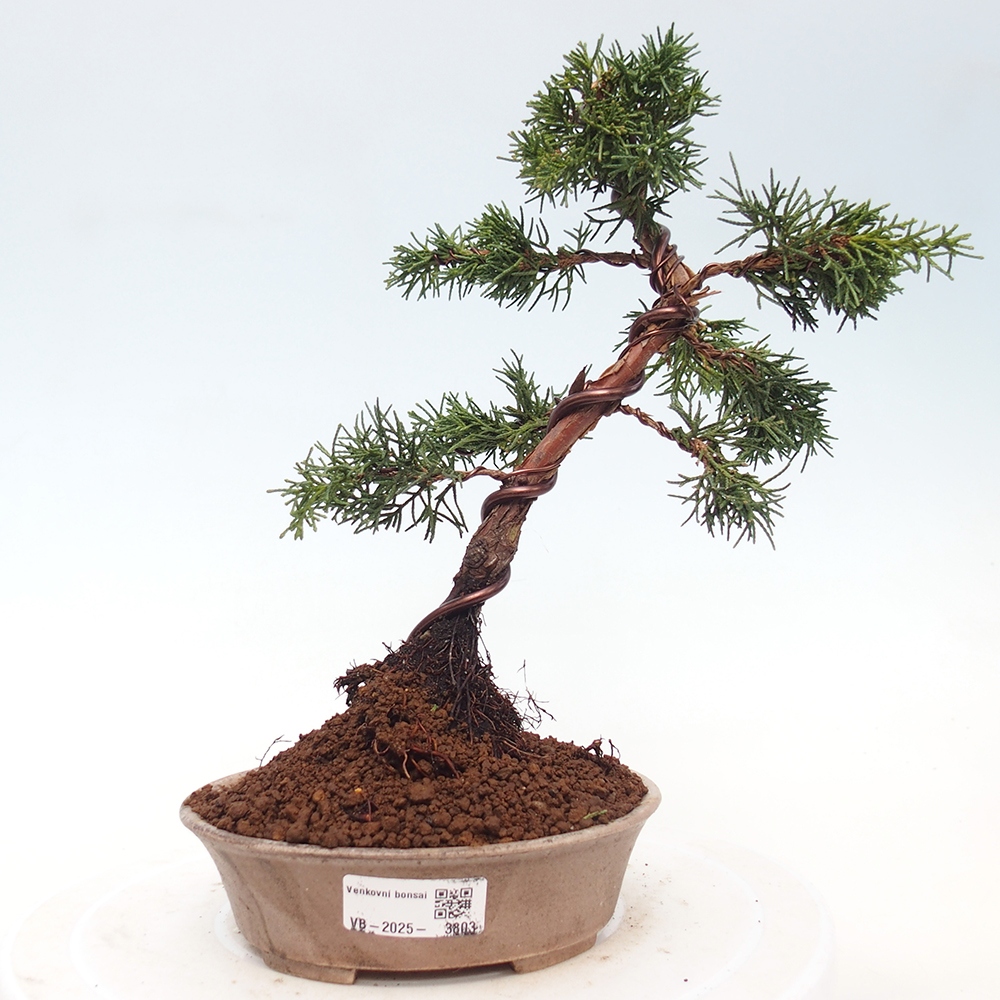 Vonkajší bonsaj - Juniperus chinensis Kishu