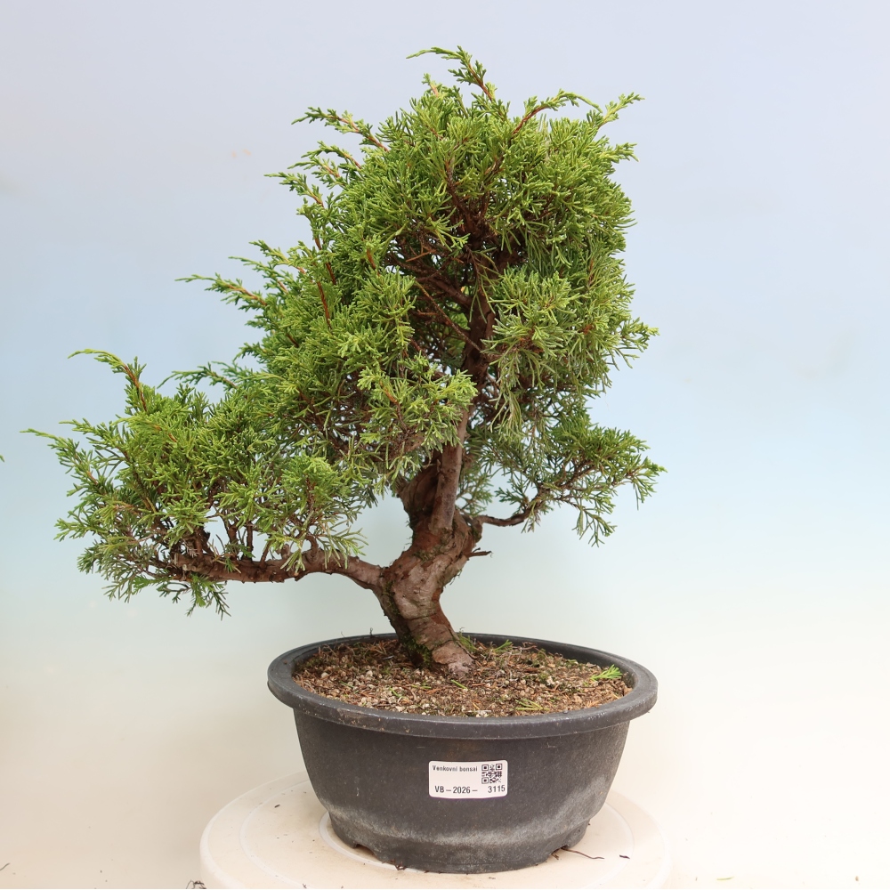 Vonkajší bonsai – Juniperus chinensis Itoigawa – čínsky jalovec