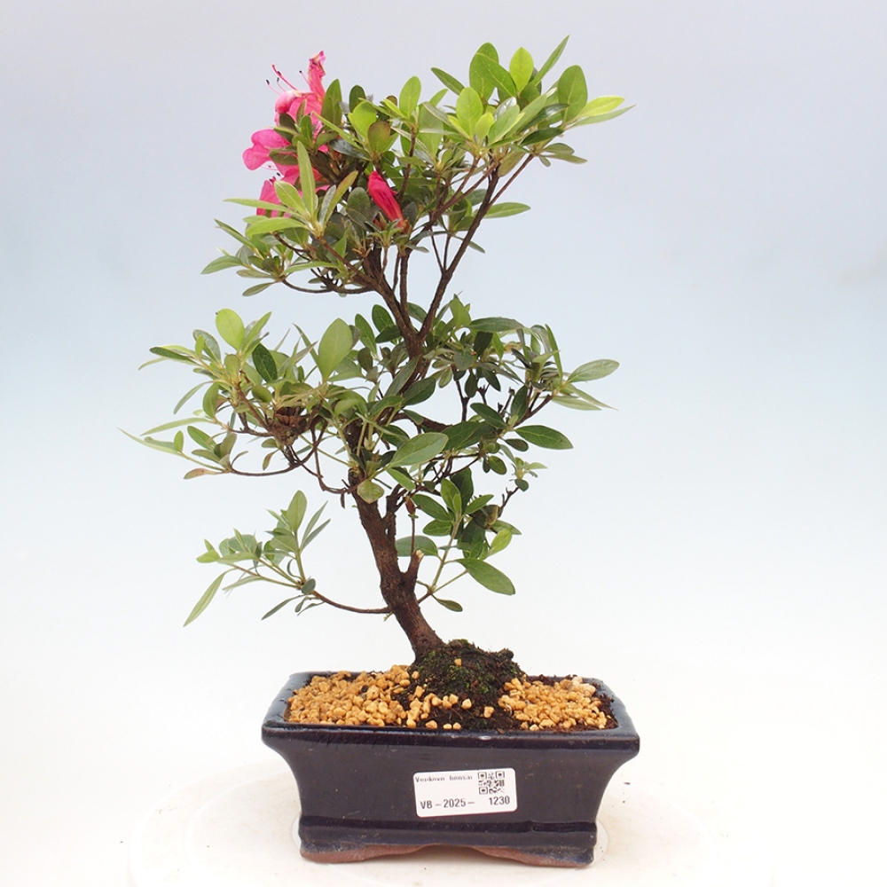Vonkajší bonsai - Japonská azalka - Azalea sp.