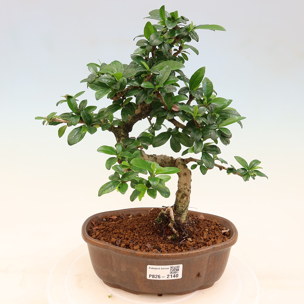 Izbové bonsaje - Carmona macrophylla - Tea fuki